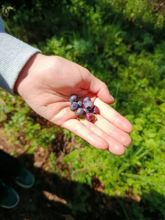 Metsaannid matkalise peopesal